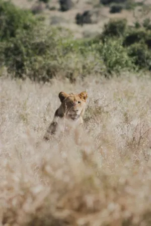 Lion In The Wild
