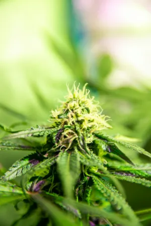 Cannabis Bud Close-Up