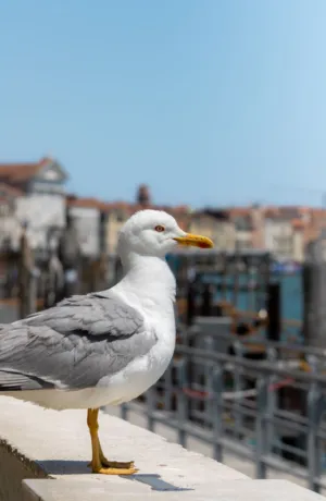 Seagull In Venice