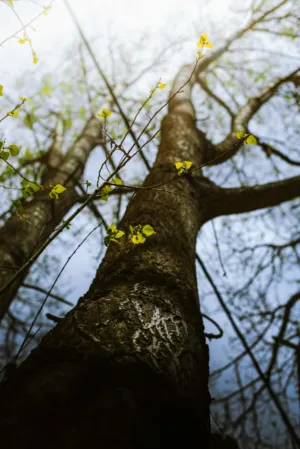 Tall Tree With New Leaves