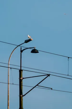 Bird On A Streetlight
