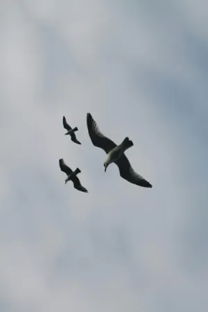 Seagulls In Flight