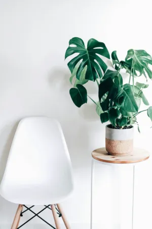 Modern Minimalist Interior With Monstera Plant