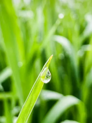 Dew Drop On Grass