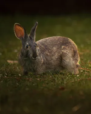 Rabbit In The Wild