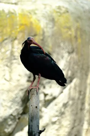 Northern Bald Ibis