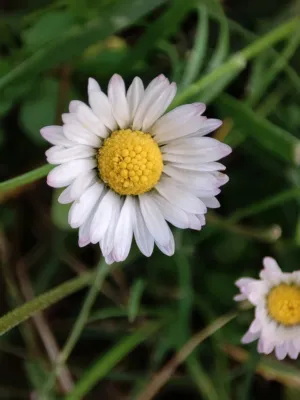 Daisy In The Wild