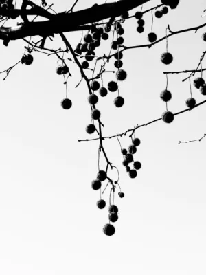 Black And White Tree Berries