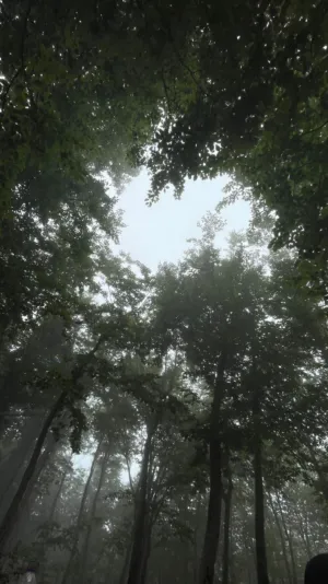 Misty Forest Canopy