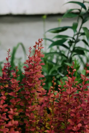 Red And Green Plant