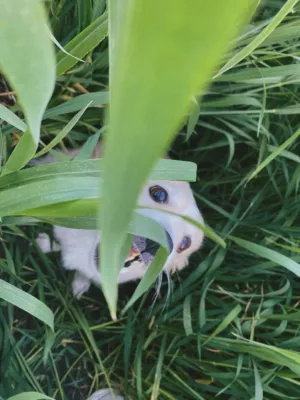 White Rabbit In The Grass