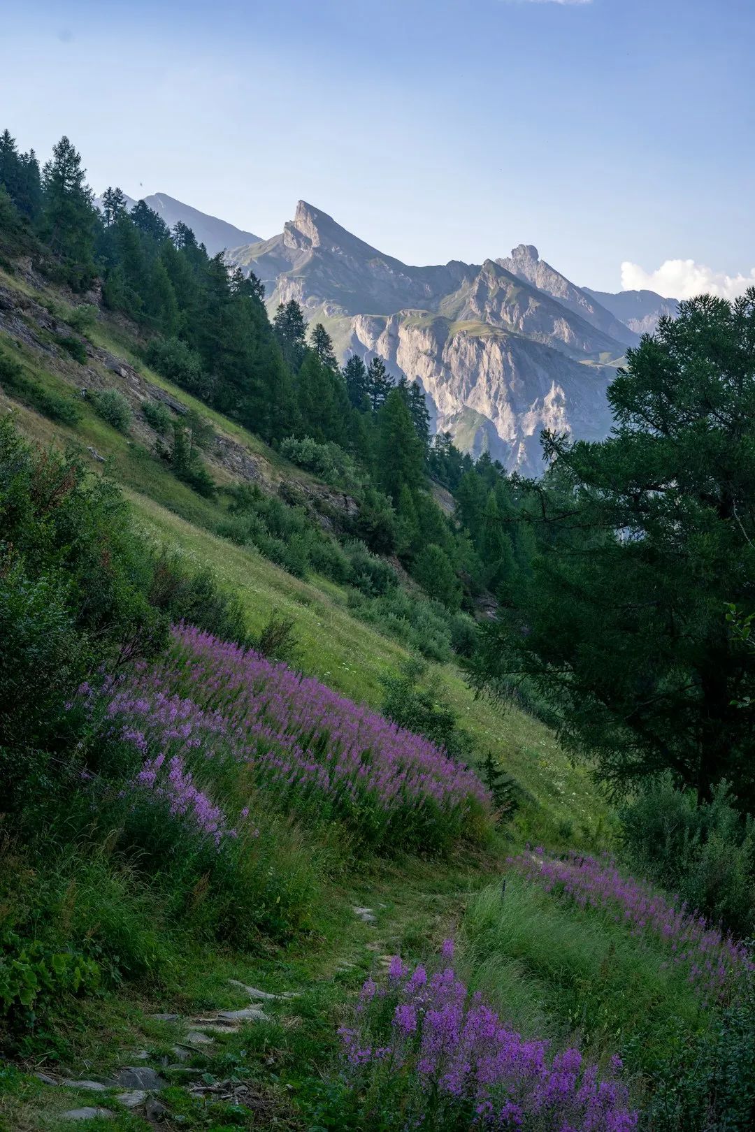 Alpine Landscape