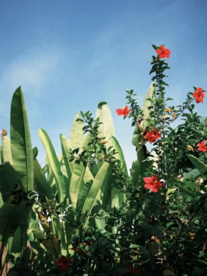 Tropical Garden