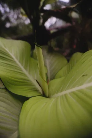 Green Leaf Close-Up