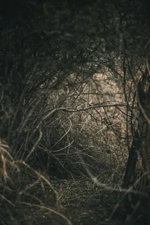 Dark Forest Path