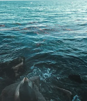 Seal On Rocks