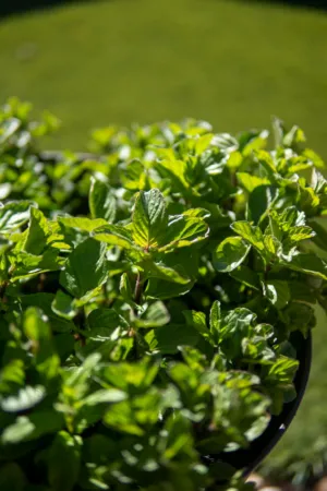 Green Mint Plant