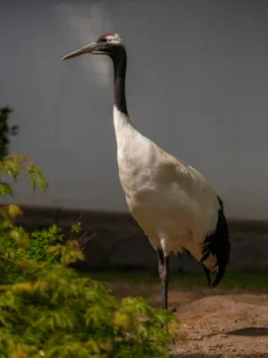 Grande Cigüeña Blanca