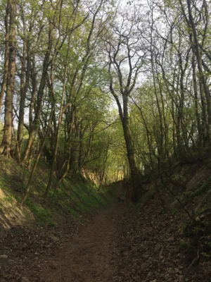 Forest Path