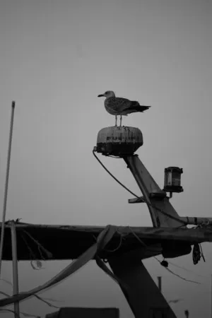 Seagull On A Mast