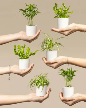 Hands Holding Potted Plants