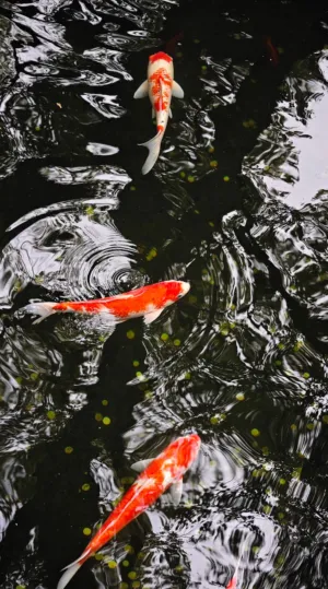 Koi Fish In A Pond