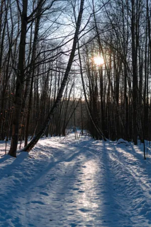 Winter Woods