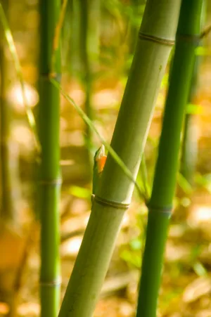 Bamboo And Lizard