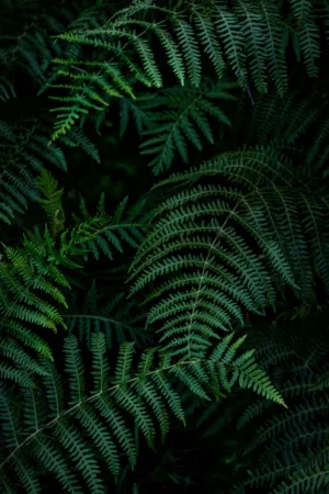 Ferns In The Forest