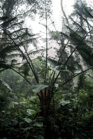 Rainforest Canopy