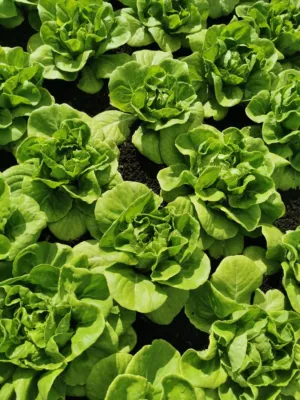 Lettuce Field