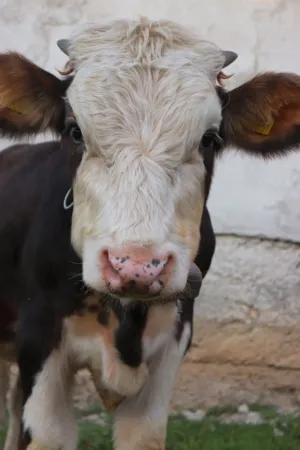 Cow Portrait