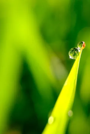 Dew On Grass