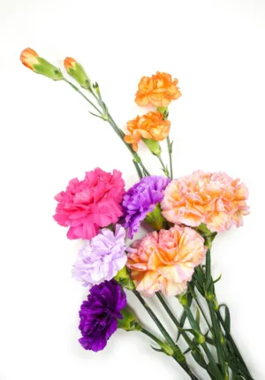 Colorful Carnations