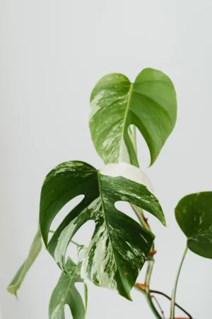 Monstera Deliciosa Plant