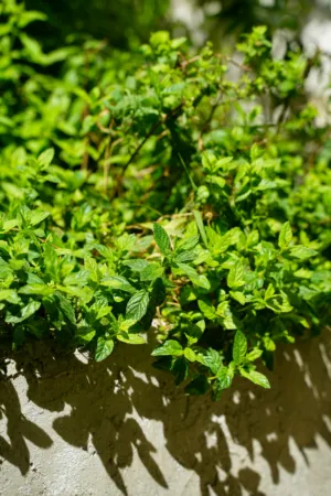Green Mint Plants