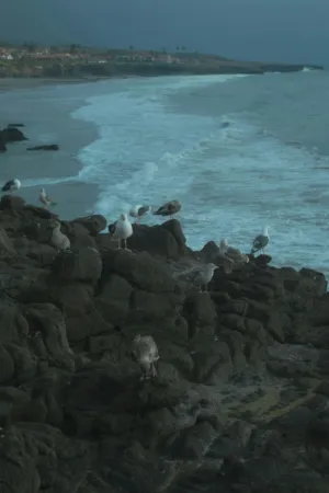 Seagulls On Rocks By The Ocean