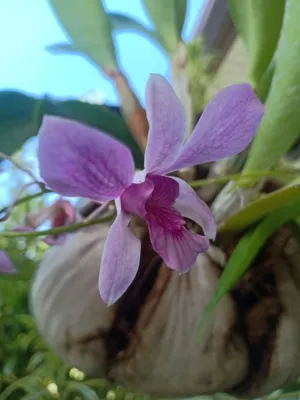 Purple Orchid