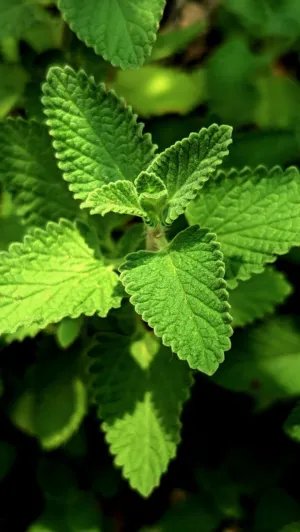 Green Leaf Close-Up