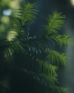Green Ferns