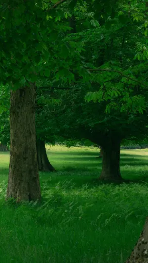 Green Forest