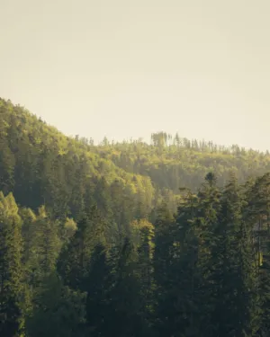 Forest Landscape