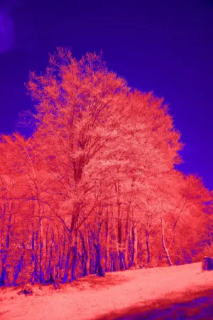 Infrared Forest