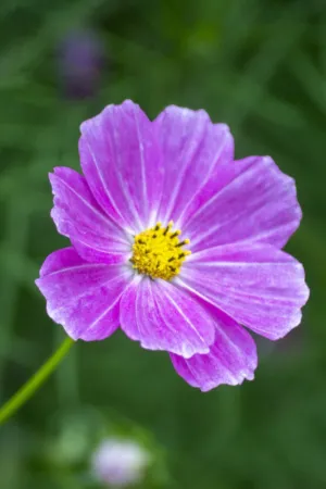 Purple Cosmos Flower