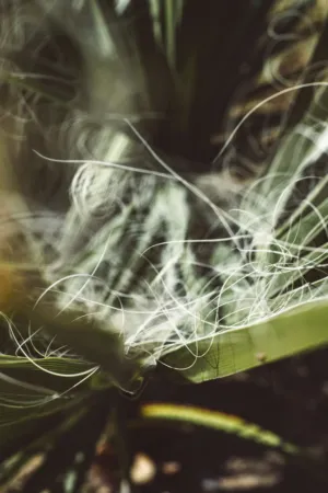 Fuzzy Plant