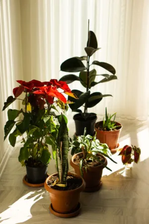 Indoor Plants