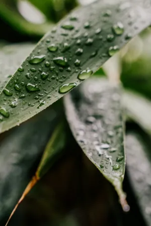 Raindrops On Leaves
