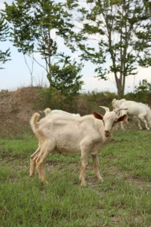 Goat In A Field