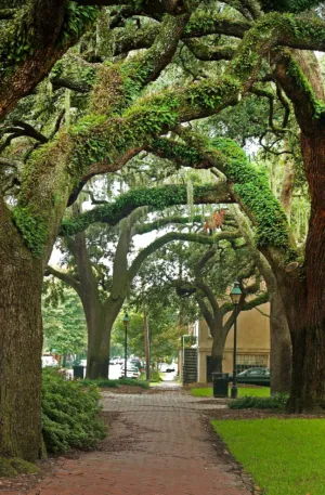 Garden Path