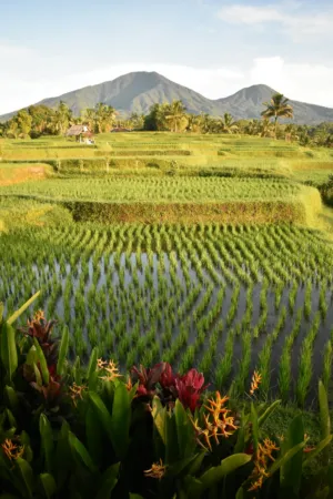 Rice Paddy Fields
